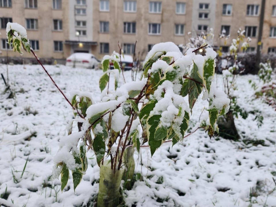 Зима стучится в двери: клинчане встретили первый снегопад