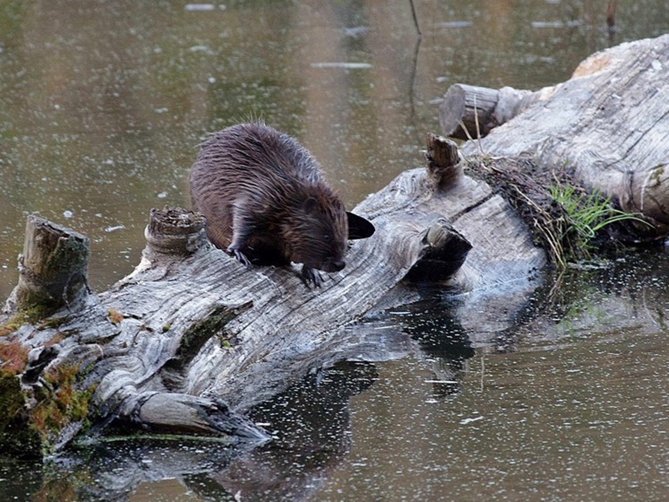 Бобры массово валят деревья в лесах под Серпуховом