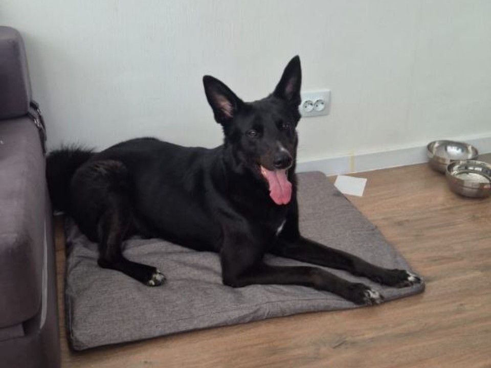 Пес Степа, пропавший в Балашихе, вернулся домой спустя шесть дней поисков