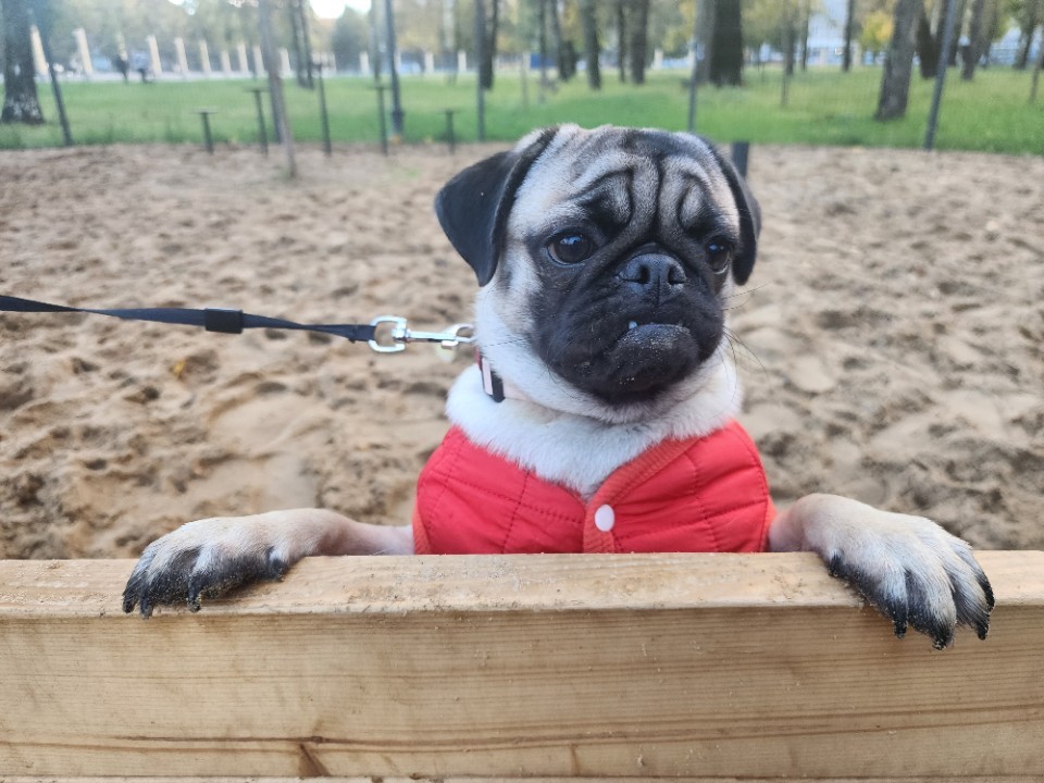 В Ивантеевке заменят площадку для выгула хвостатых на современный комплекс