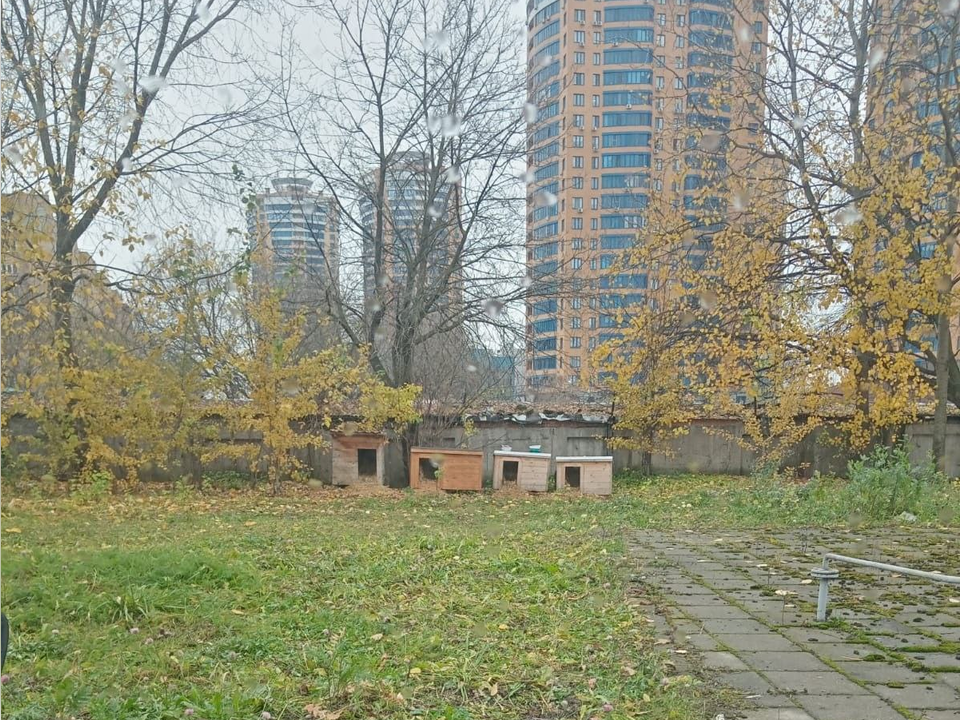 Программа ОСВВ регулирует численность безнадзорных животных в Подмосковье