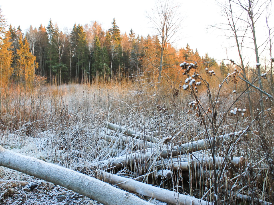 Зима «передумала»: обещанные морозы и снег в Подмосковье продлятся два дня