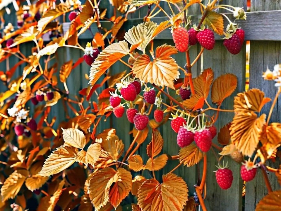 Три стакана с куста: дачники Балашихи хвастаются небывалым урожаем малины в ноябре