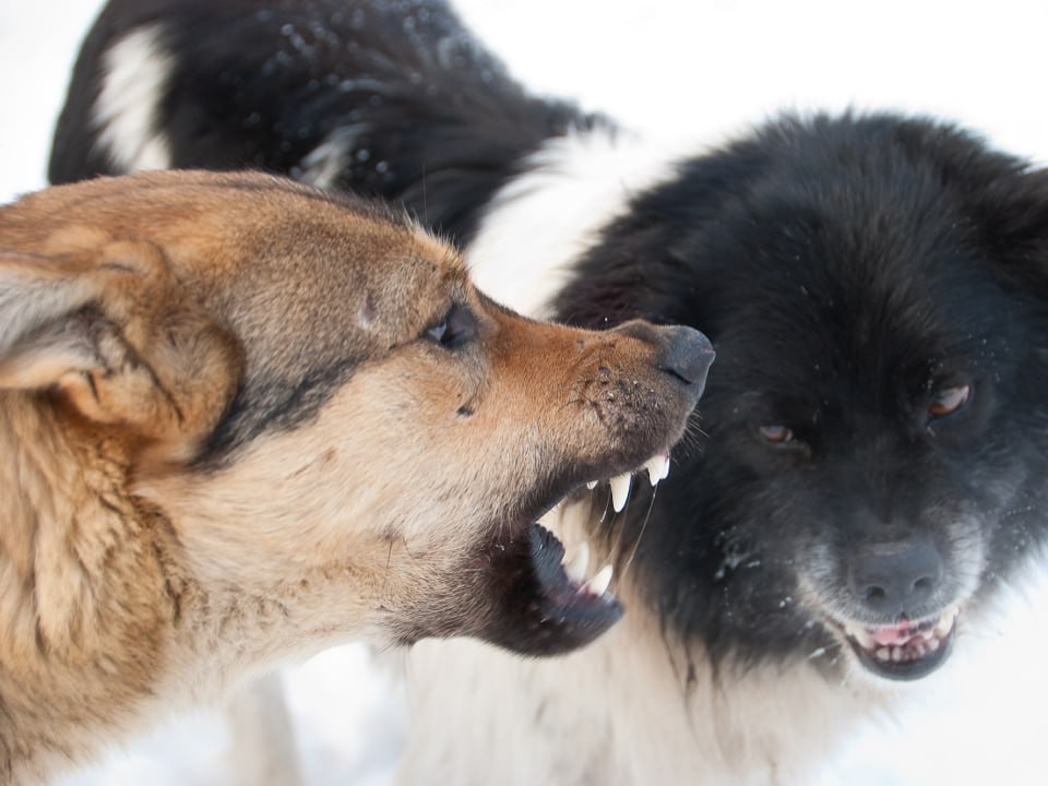 Генетика страха: кинолог назвал самых психически неустойчивых собак