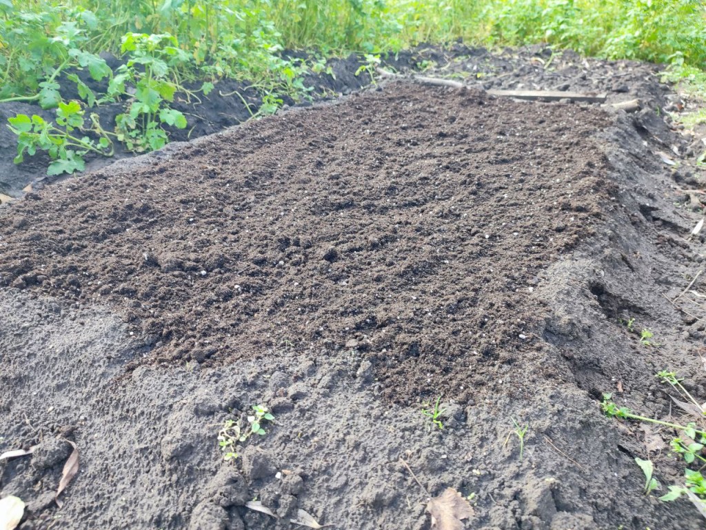 Озимый чеснок пророс осенью? Не паникуйте — вот простая схема действий