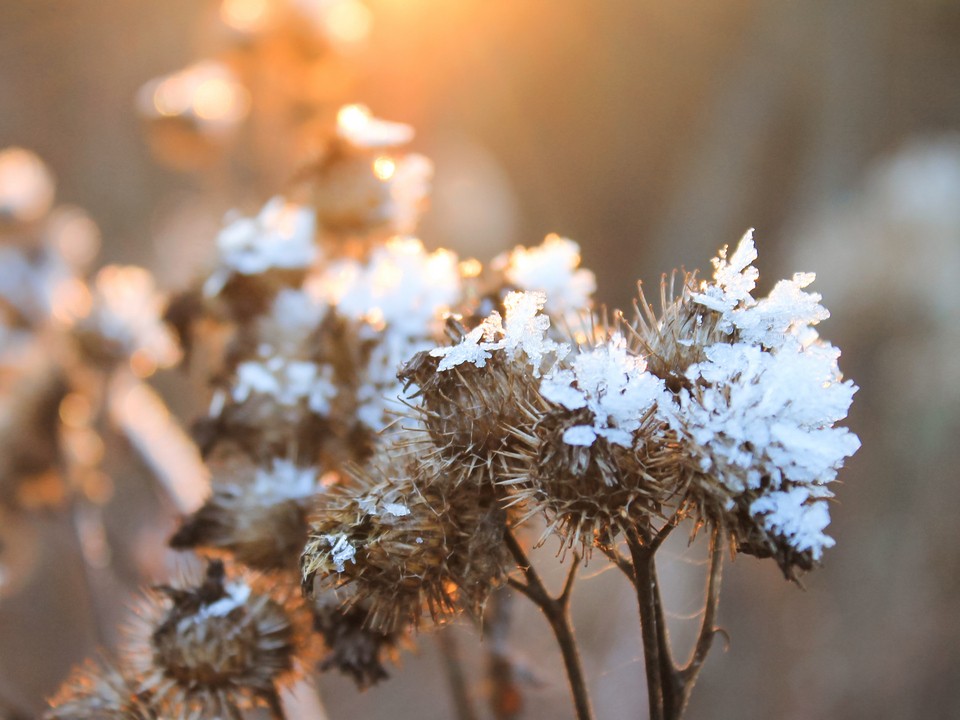 Студеное зимнее утро: когда в Подмосковье похолодает до 7 градусов ниже нуля