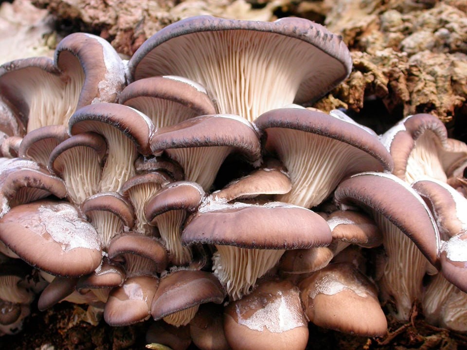 «Грибы не сдаются»: где искать лисички, маслята и вешенки в Подмосковье