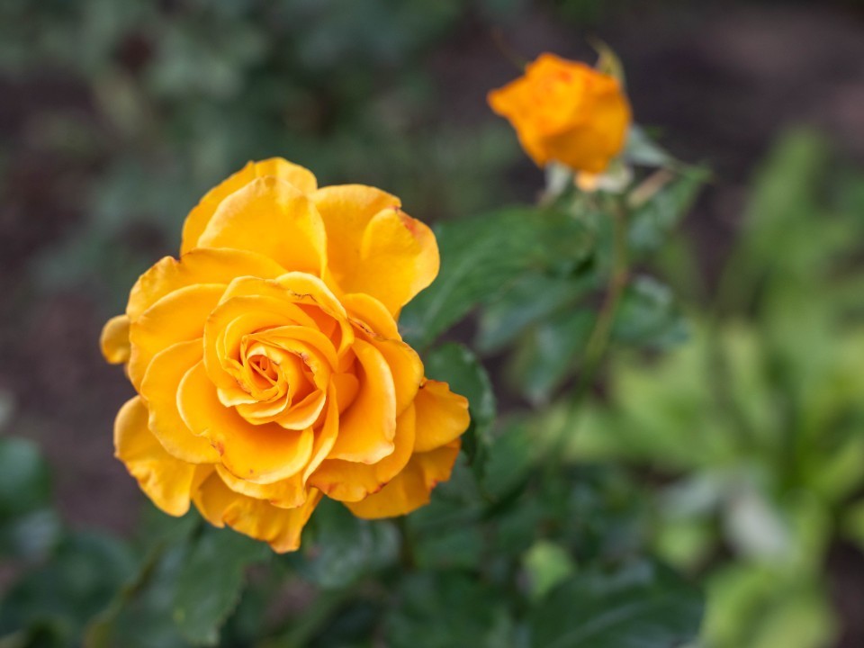 Цветочная война: незнакомка в красном пальто сеет хаос на улице Советской