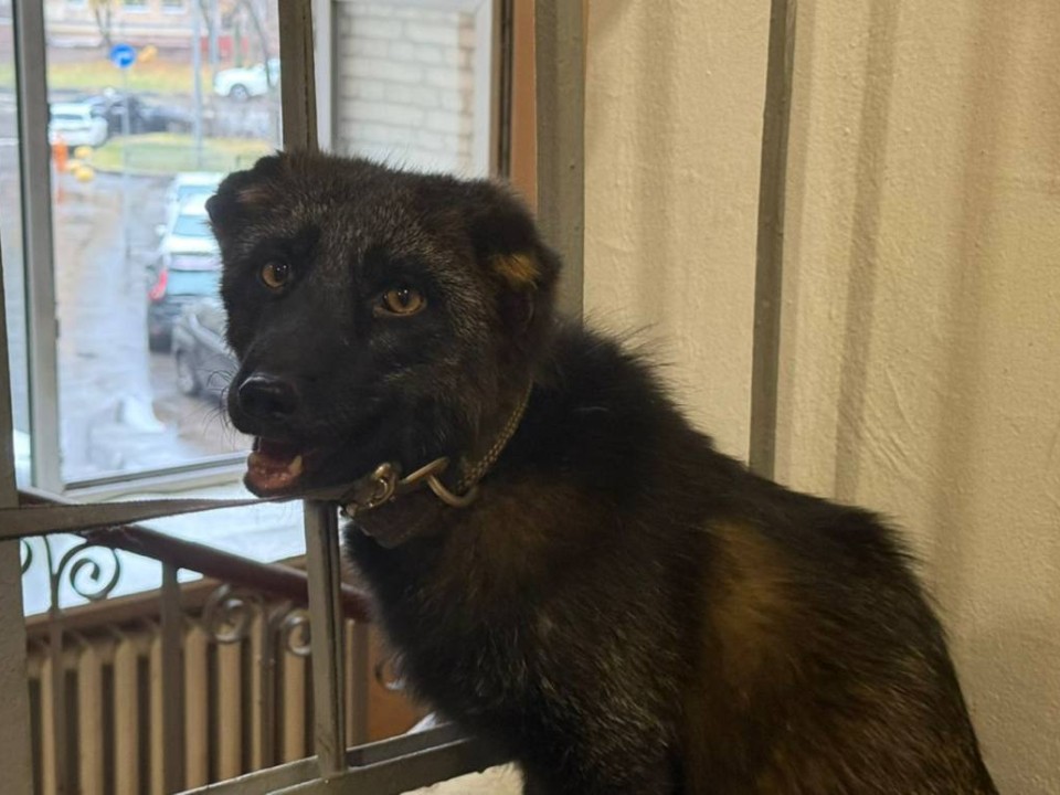 Дикого питомца спасли из квартиры: как лисенок Нильс делил жилплощадь с курами, а потом отправился в Московский зоопарк