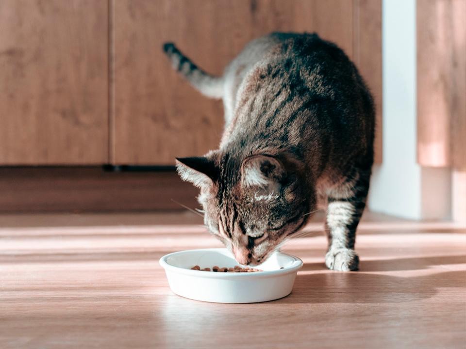 Любила кошек больше, чем детей: что еще выяснилось о женщине, расчленившей сына в Балашихе