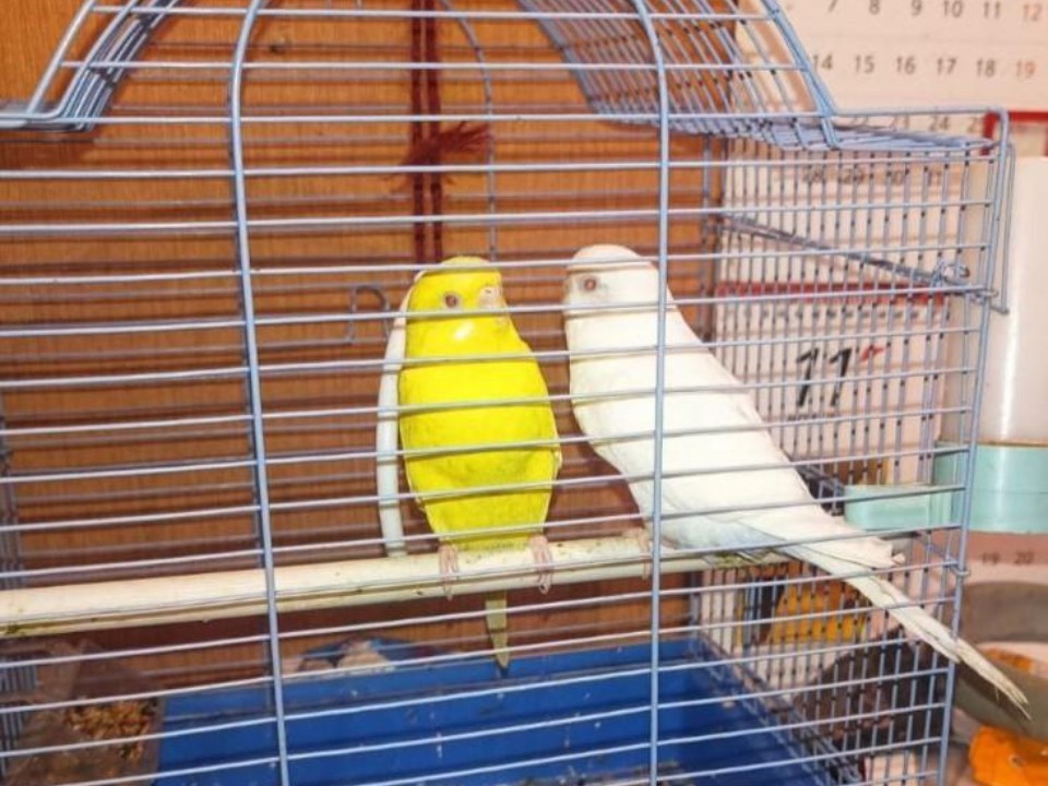 Пожарные спасли двух пенсионерок, двух попугаев и кошку из горящей квартиры в Балашихе