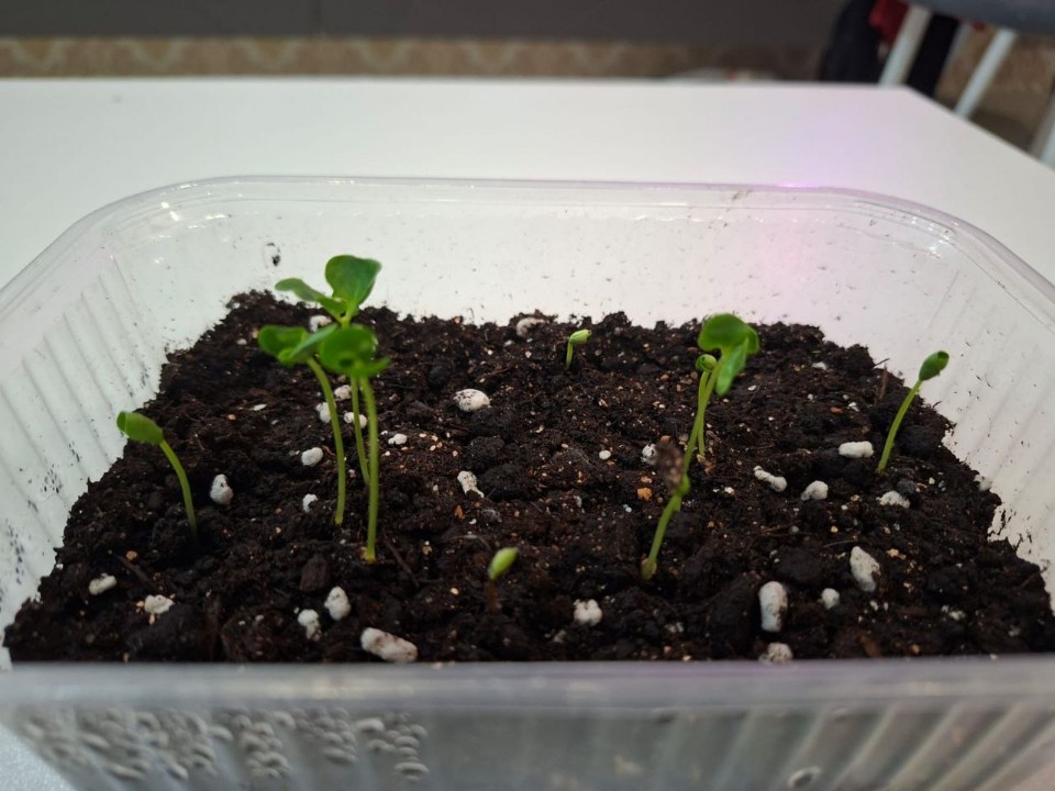 Экзотика на подоконнике: видновчанка вырастила гранат из косточки