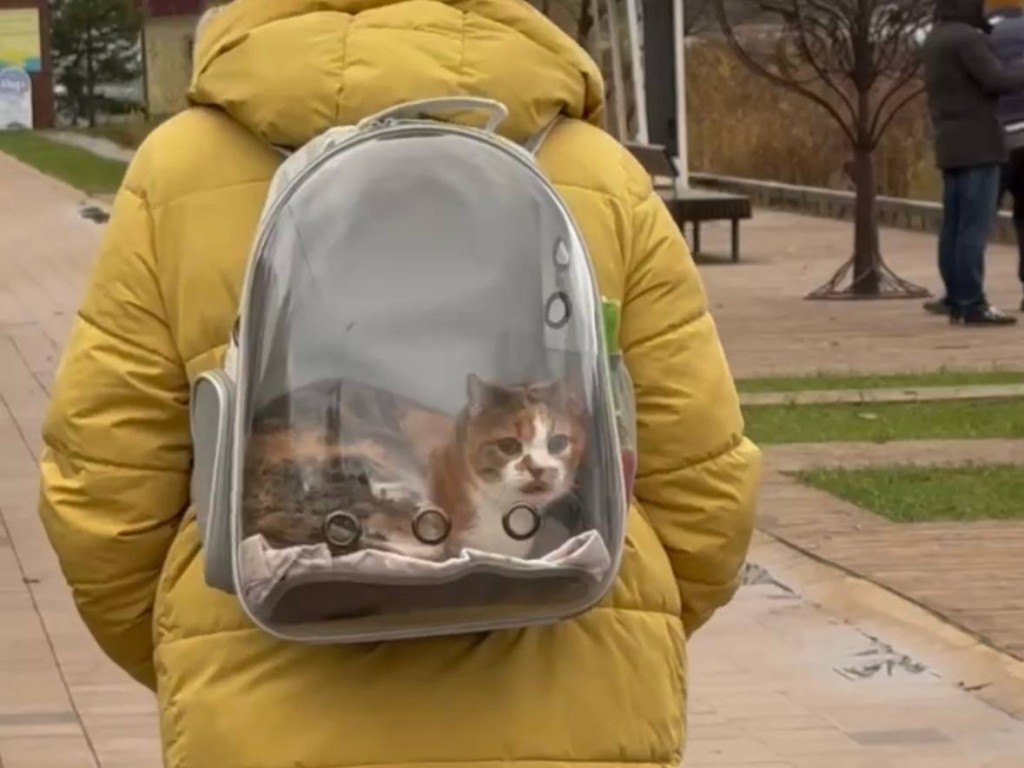 Женщина, которая выгуливала кота в прозрачном рюкзаке, удивила прохожих в Солнечногорске