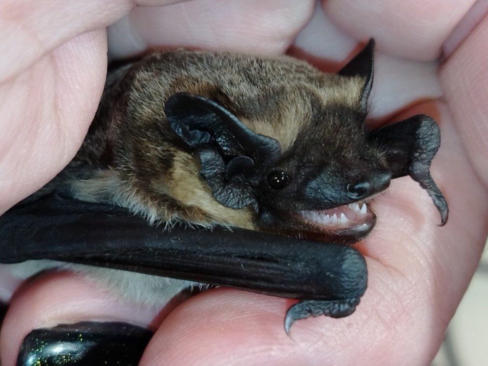 Выпустить — равно убить: что делать с залетевшей в квартиру летучей мышью