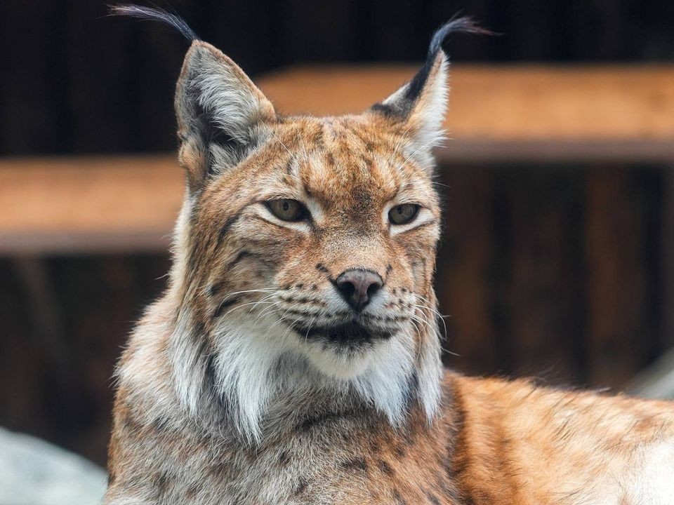 Рыси в Московском регионе сменили рыжий окрас на серый: будут заметнее без снега