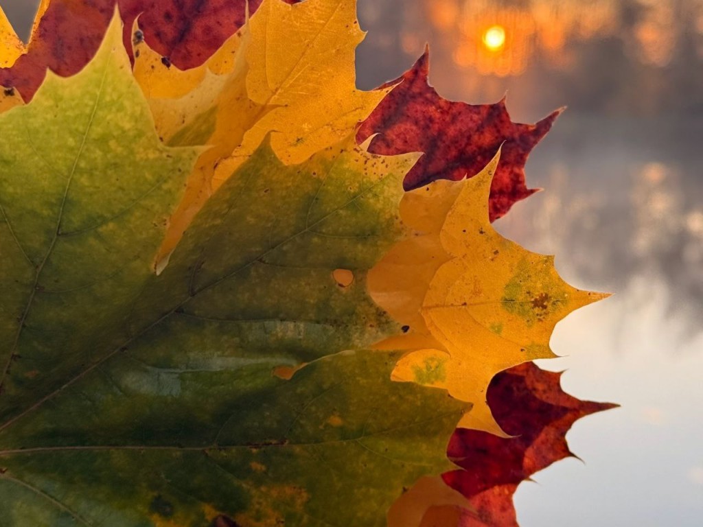 Гороскоп для всех знаков Зодиака на 15 ноября 2025: Близнецы, Раки и Львы сорвут джек-пот, а Девам, Весам и Скорпионам лучше не принимать поспешных решений