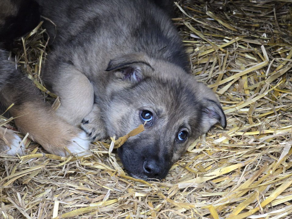 Студенты Можайского техникума согрели хвостатых друзей новыми домиками и заботой