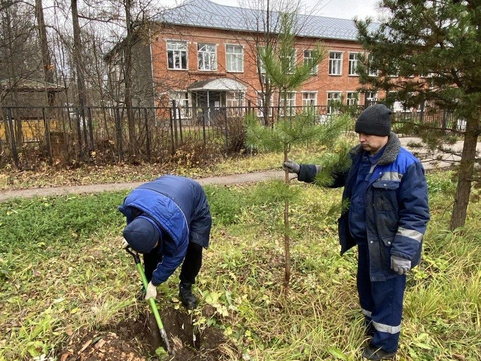 Сосны‑целители: почему в поселке Ашукино выбрали именно хвойные деревья для озеленения