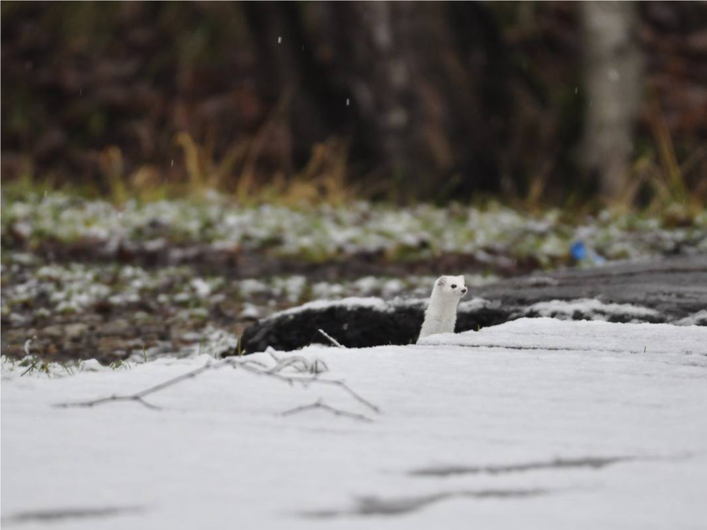 Скрытная, как разведчик: «переодевшаяся» ласка попала на камеру в Лосином острове