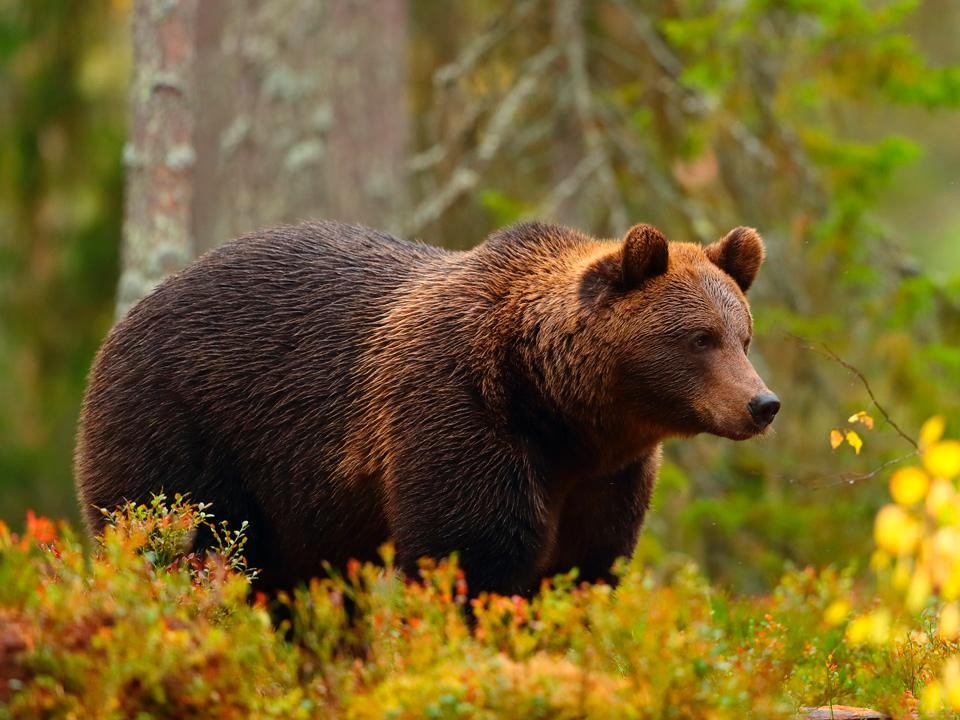 Агрессивный раненый медведь напал на овцу на частной ферме под Дмитровом