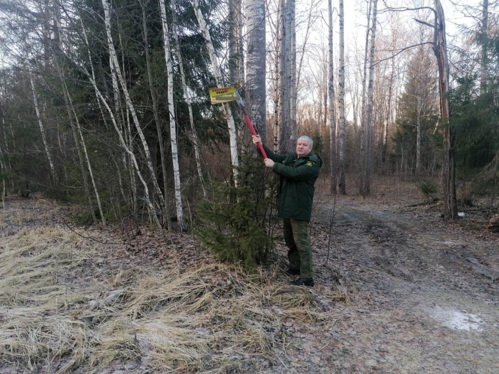 В лесах опадает реклама: как в зеленой зоне Подмосковья пытаются заглушить двигатель торговли и какие штрафы ввели за нарушения