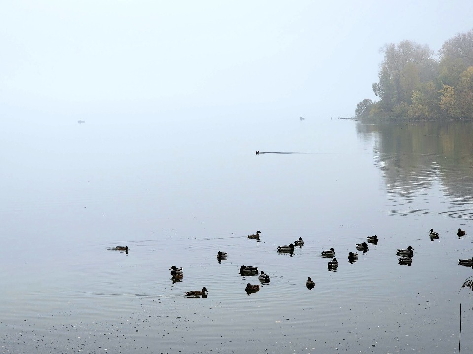 В Шатуре выбирают озеро для очистки в следующем году
