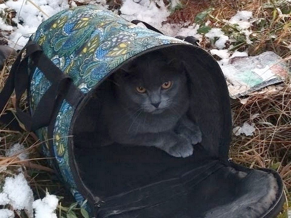 В поле под Луховицами нашли переноску с кошкой, волонтеры ищут прежних или новых хозяев