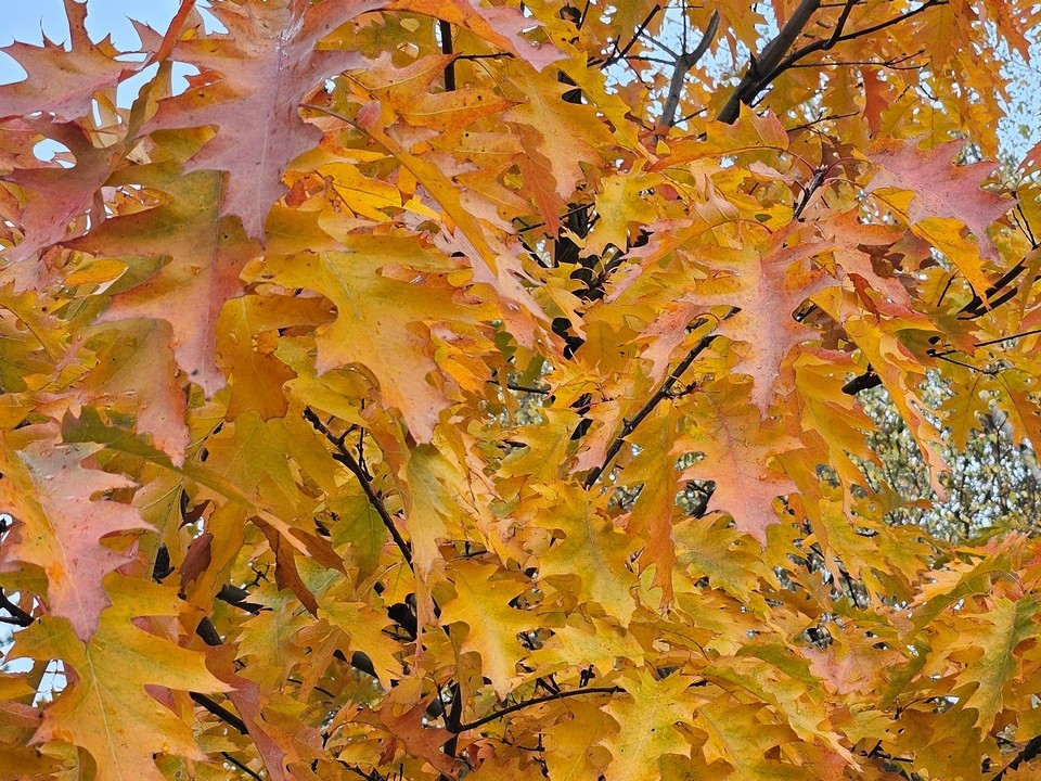 Последнее мгновение осени: теплая погода вернется в Подмосковье, но только на один день