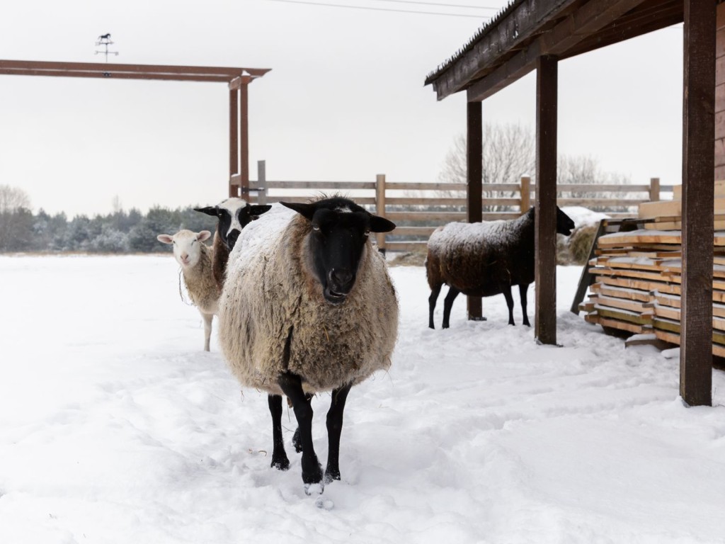 Какой народный праздник отмечают 11 ноября 2025: что можно и нельзя делать в Овчарный праздник