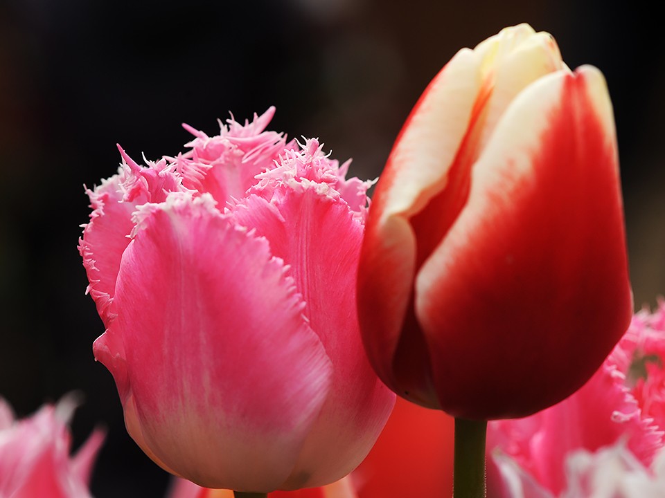 Как не промахнуться со сроками посадки тюльпанов в Подмосковье, рассказал садовод