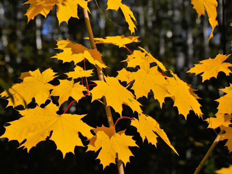 Дожди в отгуле: барический гребень взял столичный регион под свой контроль