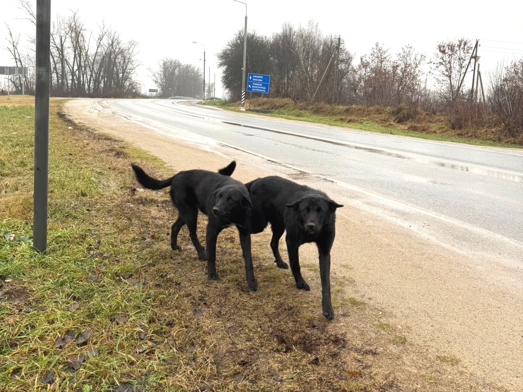 Собаки-близнецы встречают машины у Зендикова в ожидании хозяев