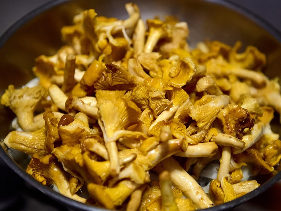 Собери и съешь эти грибы: каким урожаем могут похвастаться леса Подмосковья в ноябре