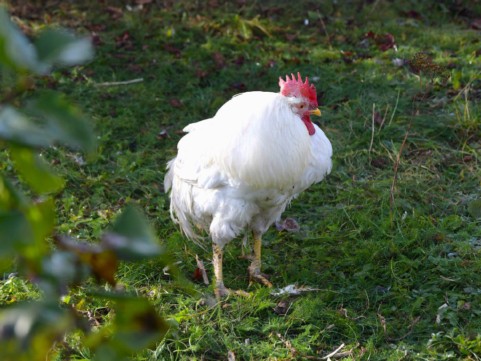 В Дмитровском округе усиливают профилактику опасных болезней животных