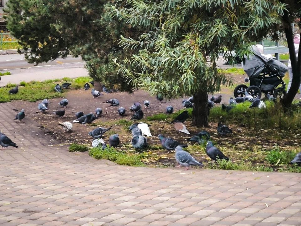 Птичья столовая: во Фрязине придумали ленивый способ кормления голубей