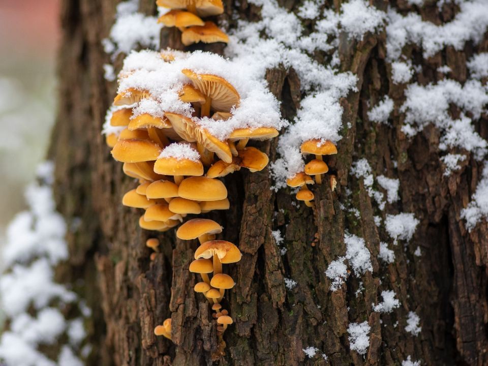 Гид по ноябрьским грибам от бывалого грибника: что еще растет и где искать