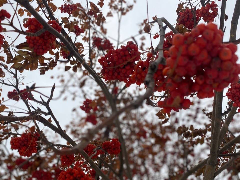 В преддверии зимы: почему температура воздуха в столичном регионе осталась плюсовой