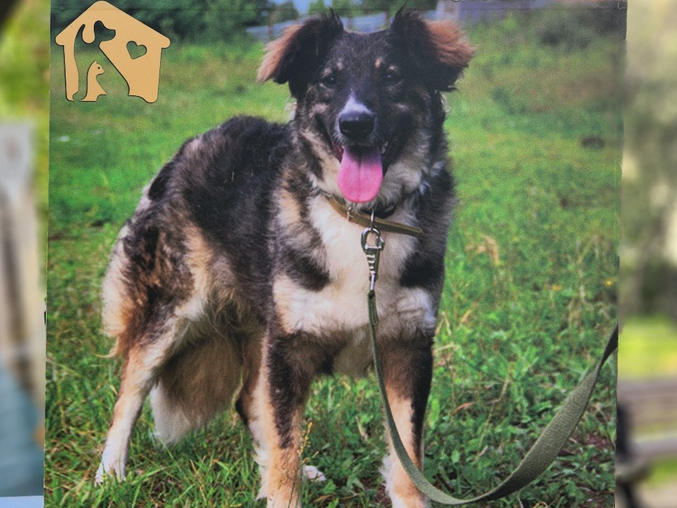 Красавица Ванда ищет любящих хозяев в Лотошине