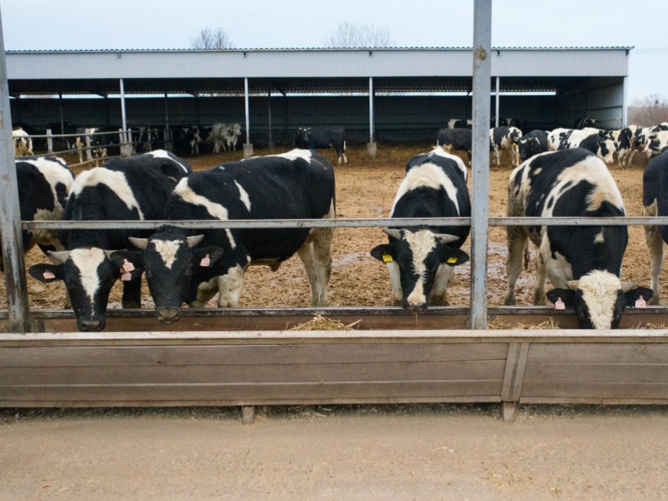 Более трех тыс. молодых бычков откармливают на ферме в Озерах