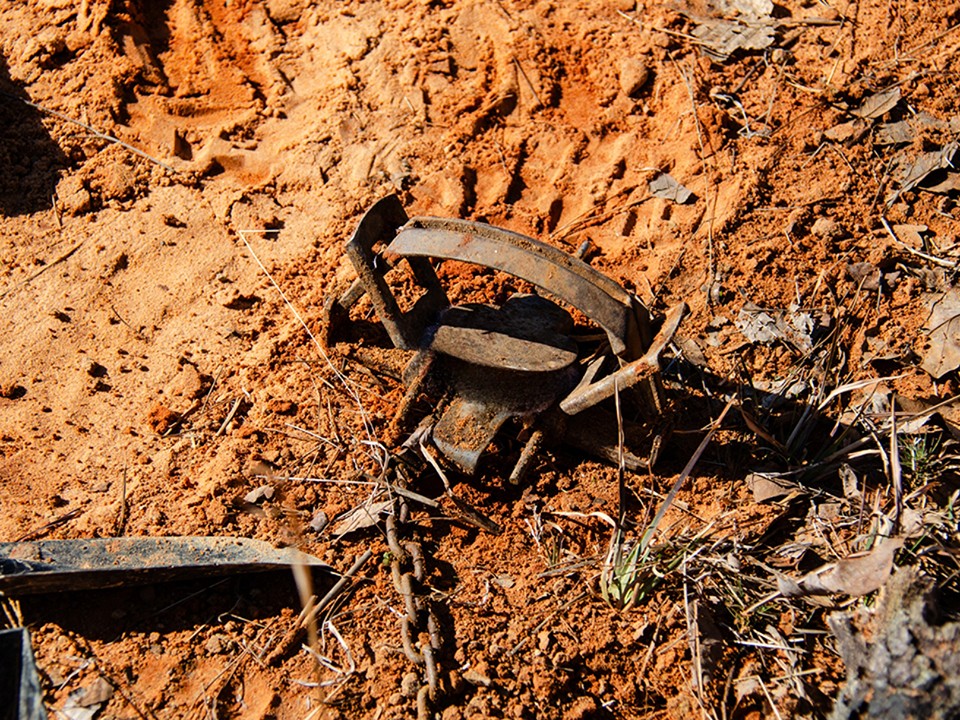Стальная проволока, капканы и «ежи»: кто и зачем расставляет смертельно опасные ловушки в подмосковных лесах