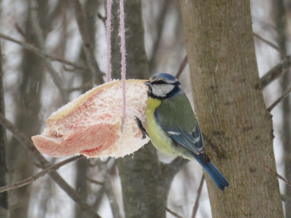 Маленькие комочки, ждущие помощи: почему важно помогать птицам зимой и как это делать правильно