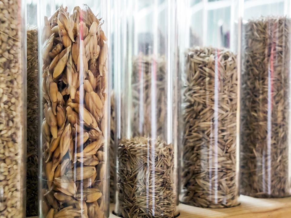 Климат на пульте: в Черноголовке построили лабораторию, где можно вырастить хоть манго, хоть морошку