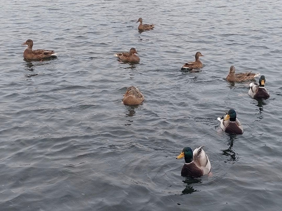 Утку-изгоя подкармливают жители Ленинского округа