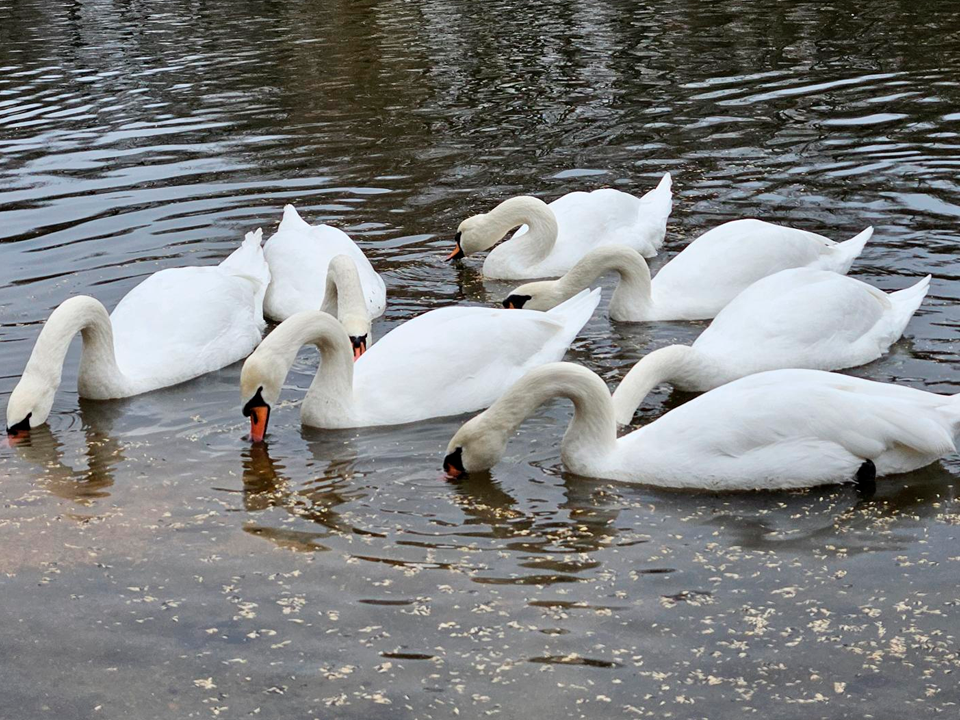 С приходом весны в Центральный парк вернутся лебеди Иван и Марья