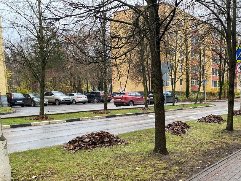 Грачи устроили шумный привал во дворе в Селятине