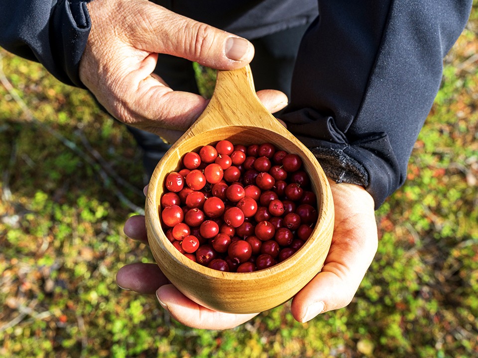 Клюквенный бум в Подмосковье: где искать ягоду и чем она полезна