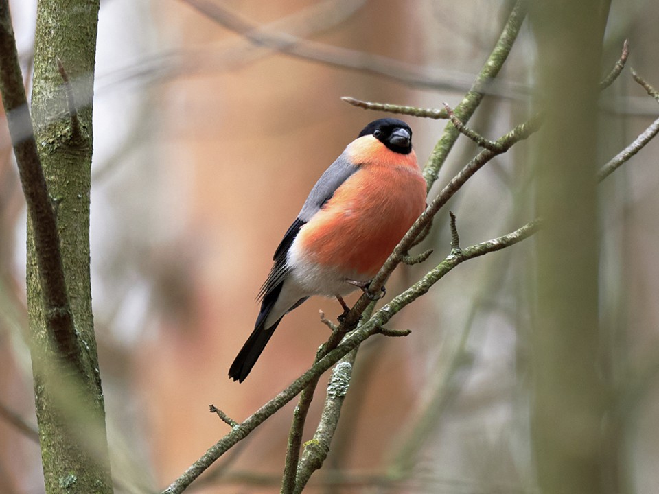 Зима близко: в городе заметили первых снегирей
