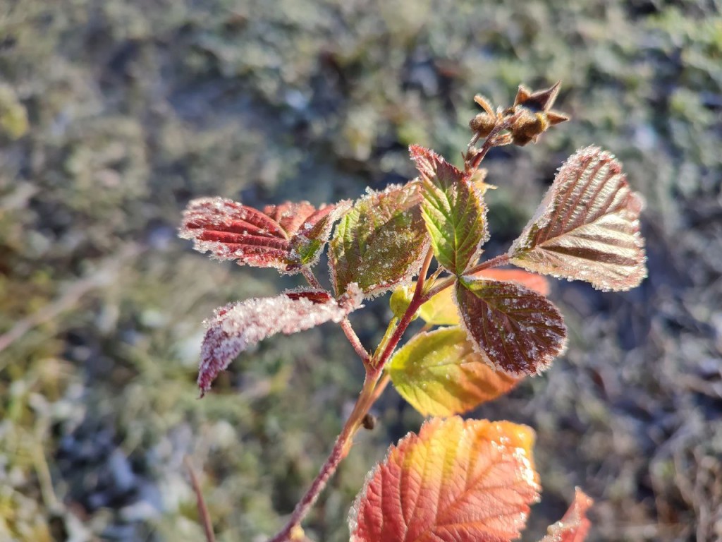 Все самое главное: короткий прогноз погоды в Москве и области на пятницу, 21 ноября 2025