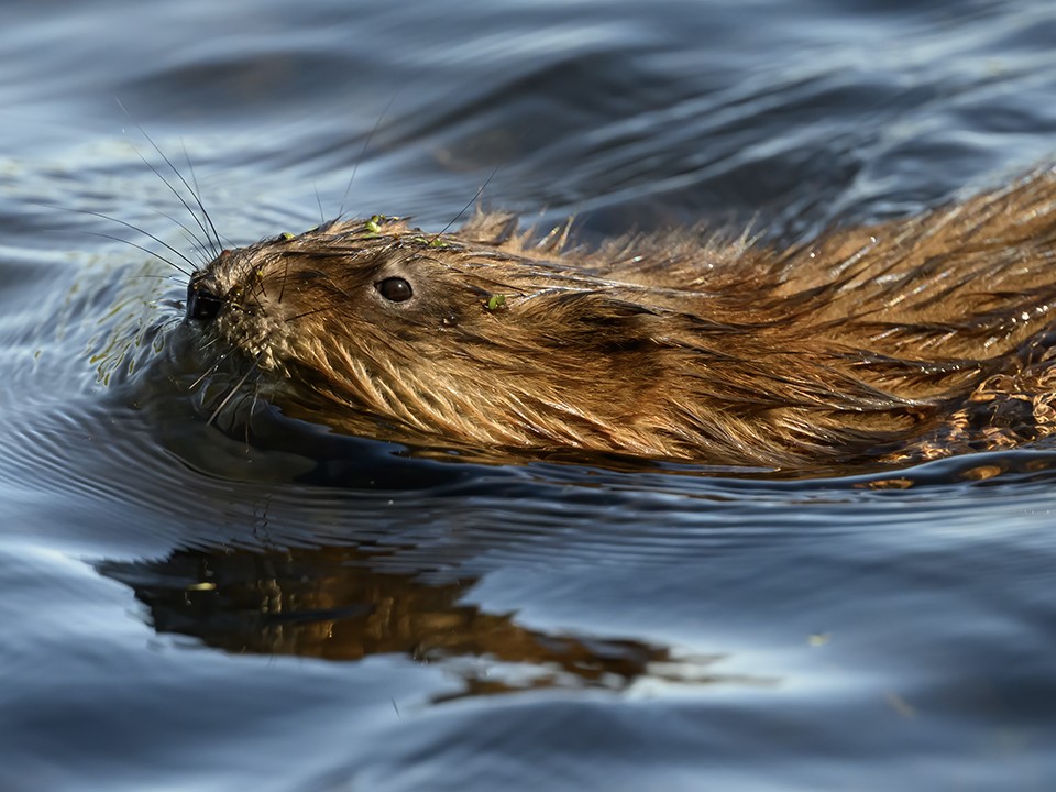 Фотографы засняли ондатру-модель, которая любит позировать на камеру