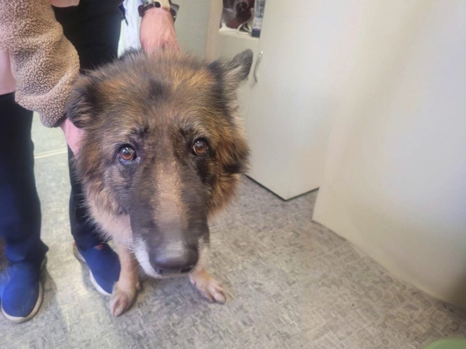 Когда ухо «взрывается»: драматичная история собаки Джесси и ее путь к выздоровлению